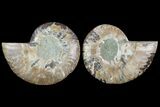 Cut & Polished Ammonite Fossil - Agatized #78370-1